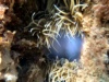 Lotta per la vita II anemoni che mangiano meduse-2022-10-14-21h27m16s648