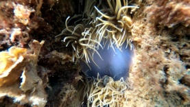 Lotta per la vita II anemoni che mangiano meduse-2022-10-14-21h27m16s648