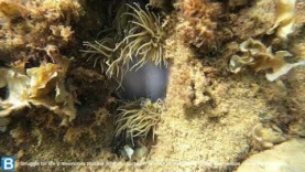 Lotta per la vita II: anemoni che mangiano meduse
