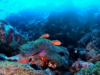 Pesce Pagliaccio delle Maldive – Amphiprion nigripes – Maldive Anemonefish – blackfinned Anemonefish – www.intotheblue.it-2020-12-28-14h35m27s190