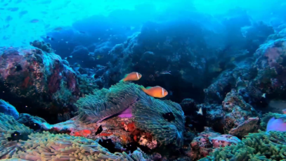 Pesce Pagliaccio delle Maldive – Amphiprion nigripes – Maldive Anemonefish – blackfinned Anemonefish – www.intotheblue.it-2020-12-28-14h35m27s190