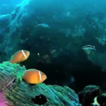 Maldive anemonefish - Amphiprion nigripes
