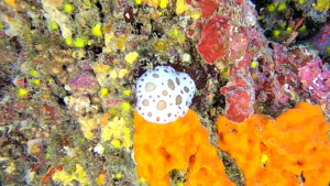 Dotted sea slug - Peltodoris atromaculata