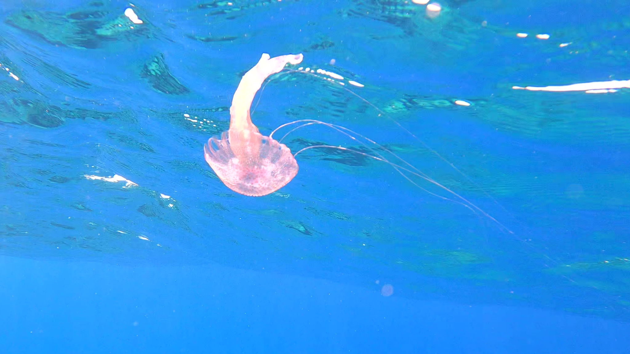Pelagia noctiluca Medusa luminosa Mauve stinger intotheblue.it stinging secondary tentacles