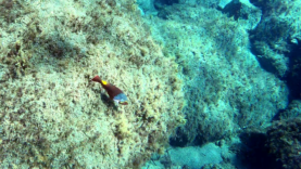 Femmina del Pesce Pappagallo mediterraneo Mediterranean parrotfish female Sparisoma cretense intotheblue.it-2021-11-06-16h03m08s352