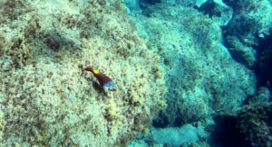 Mediterranean Parrotfish female