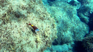 Femmina del Pesce Pappagallo mediterraneo Mediterranean parrotfish female Sparisoma cretense intotheblue.it-2021-11-06-16h03m08s352
