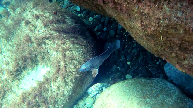 Pesce Pappagallo mediterraneo maschio Mediterranean Parrotfish male Sparisoma cretense intotheblue.it -2021-11-07-14h35m14s182