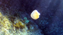 Australian spotted jellyfish - Phyllorhiza punctata