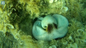 Octopus vulgaris – Common octopus