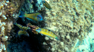 Ornate wrasse male with females