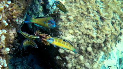 Donzella pavonina maschio con femmine Thalassoma pavo Ornate wrasse male with females intotheblue.it-2021-11-25-16h55m44s514