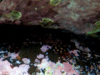 Granchio corridore atlantico Granchio dalle zampe gialle Nimble spray crab Percnon gibbesi www.intotheblue.it-2021-11-10-17h00m20s766