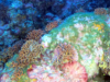falso corallo false coral Myriapora truncata intotheblue.it-2023-02-08-16h27m34s941