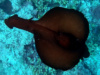 T_Aplysia depilans Sea hare Lepre di mare -2023-03-23-17h06m11s954