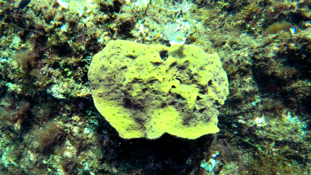 Spugna cornea Demosponge Porifera Demospongiae www.intotheblue.it -2021-11-26-18h23m18s099