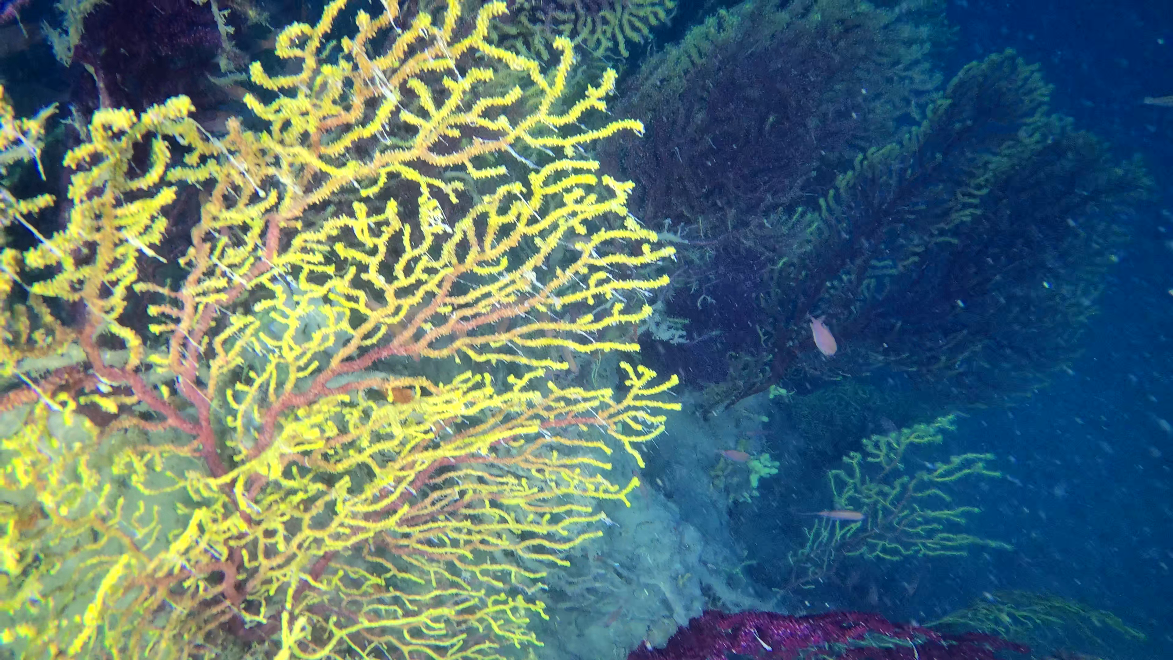 mediterranea Savalia savaglia and Paramuricea clavata gold coral and violescent sea-whip www.intotheblue.it