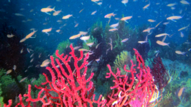 mediterranea Savalia savaglia and Paramuricea clavata gold coral and violescent sea-whip www.intotheblue.it-2023-02-14-15h09m24s700