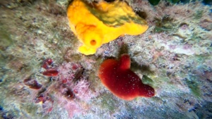 Red sea squirt - Halocynthia papillosa