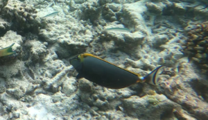 Orangespine Unicornfish - Naso litoratus