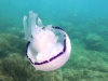 Polmone di mare Rhizostoma pulmo Barrel Jellyfish-2023-05-09-20h43m41s638