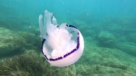 Polmone di mare Rhizostoma pulmo Barrel Jellyfish-2023-05-09-20h43m41s638