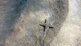 Starfish Astropecten jonstoni Pettine di mare Stella di Jonston www.intotheblue.it -2022-12-06-15h32m27s985