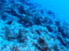 mediterranean coral reef scogliera corallina mediterranea www.intotheblue.it-2023-03-23-15h51m08s725