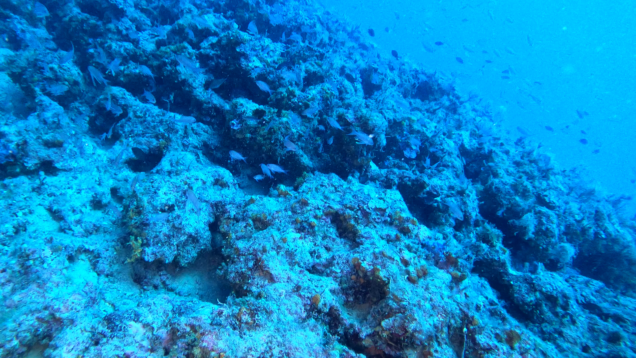 mediterranean coral reef scogliera corallina mediterranea www.intotheblue.it-2023-03-23-15h51m08s725
