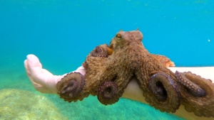 Curiosity of the octopus