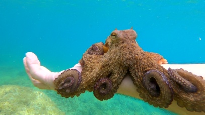 Curiosity of the octopus la curiosità del polpo-2023-06-11-16h20m05s824