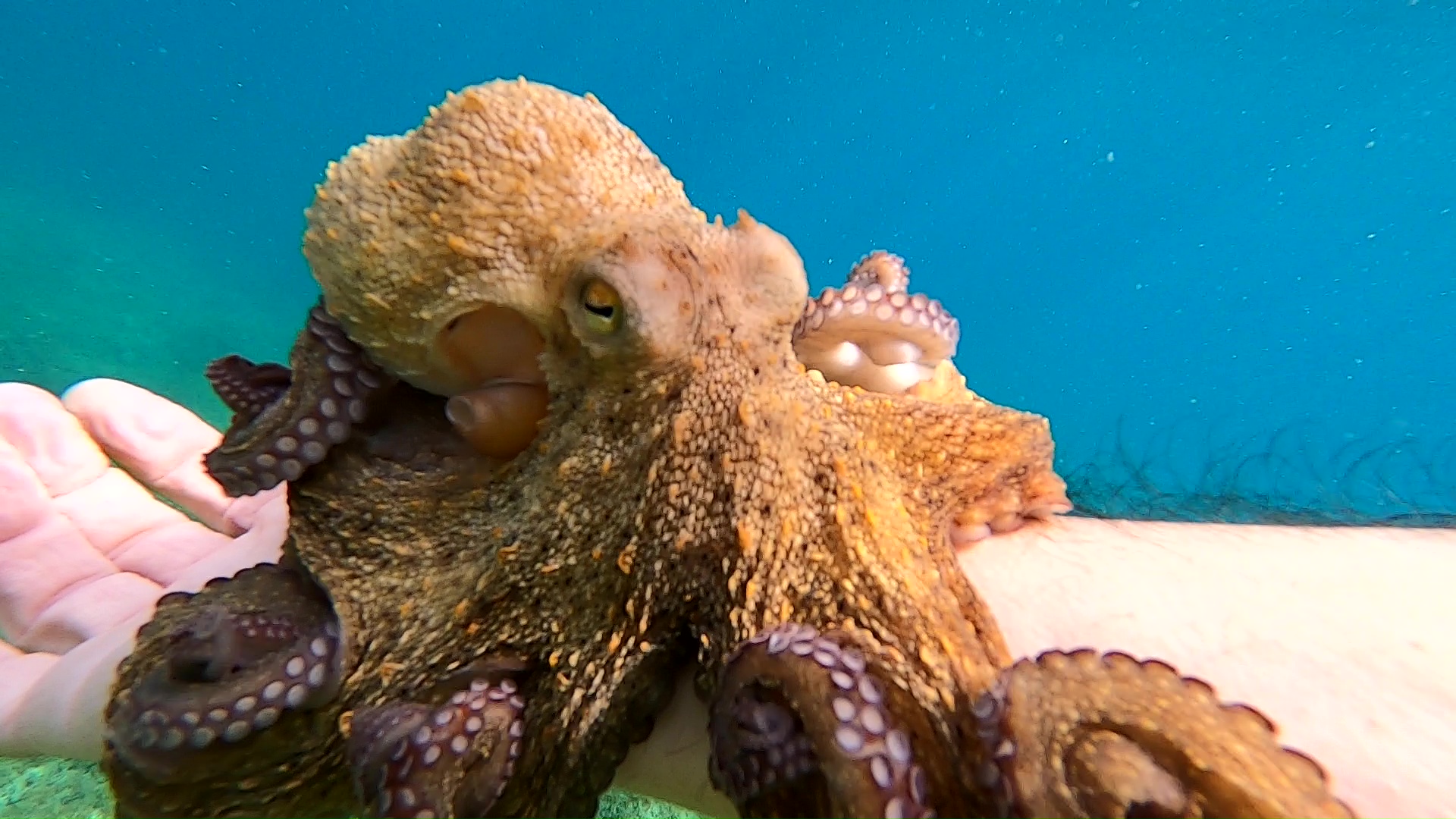 Curiosity of the octopus - La curiosità del polpo - www.intotheblue.it