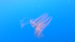Wanderers of the sea - Glass Ctenophore