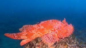 Red scorpionfish