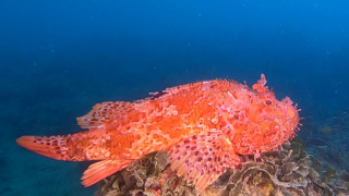 T_Red scorpionfish – Scorpaena scrofa – Scorfano rosso – www.intotheblue.it-2023-06-26-14h50m24s850