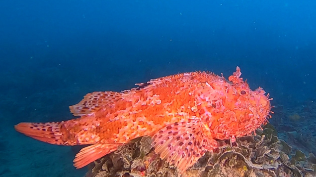 T_Red scorpionfish – Scorpaena scrofa – Scorfano rosso – www.intotheblue.it-2023-06-26-14h50m24s850