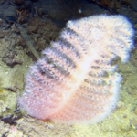 Sea pen - Pennatula phosphorea