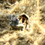 Hermit Crabs - Pagurus
