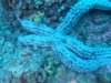 Spiny starfish Stella marina spinosa-2023-07-17-17h28m41s252