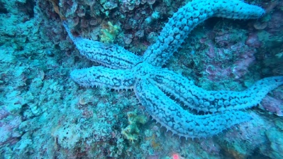 Spiny starfish Martasteria
