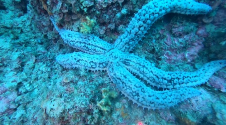 Spiny starfish Stella marina spinosa Marthasterias glacialis intotheblue.it