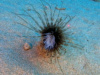 T_Cylinder anemone Cerianthus membranaceus Anemone-2023-07-02-09h45m23s019