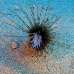 Sea anemone - Actinaria