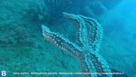 Spiny starfish Martasteria
