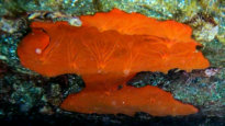 Red sponge - Spirastrella cunctatrix