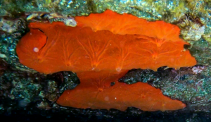 Red sponge Spirastrella cunctatrix