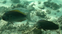 Bariene surgeonfish - blackspot surgeonfish - Acanthurus bariene