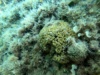 Cushion coral Cladocora caespitosa Madrepora a cuscino-2023-08-01-07h21m33s605