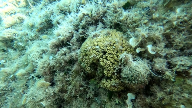 Cushion coral Cladocora caespitosa Madrepora a cuscino-2023-08-01-07h21m33s605