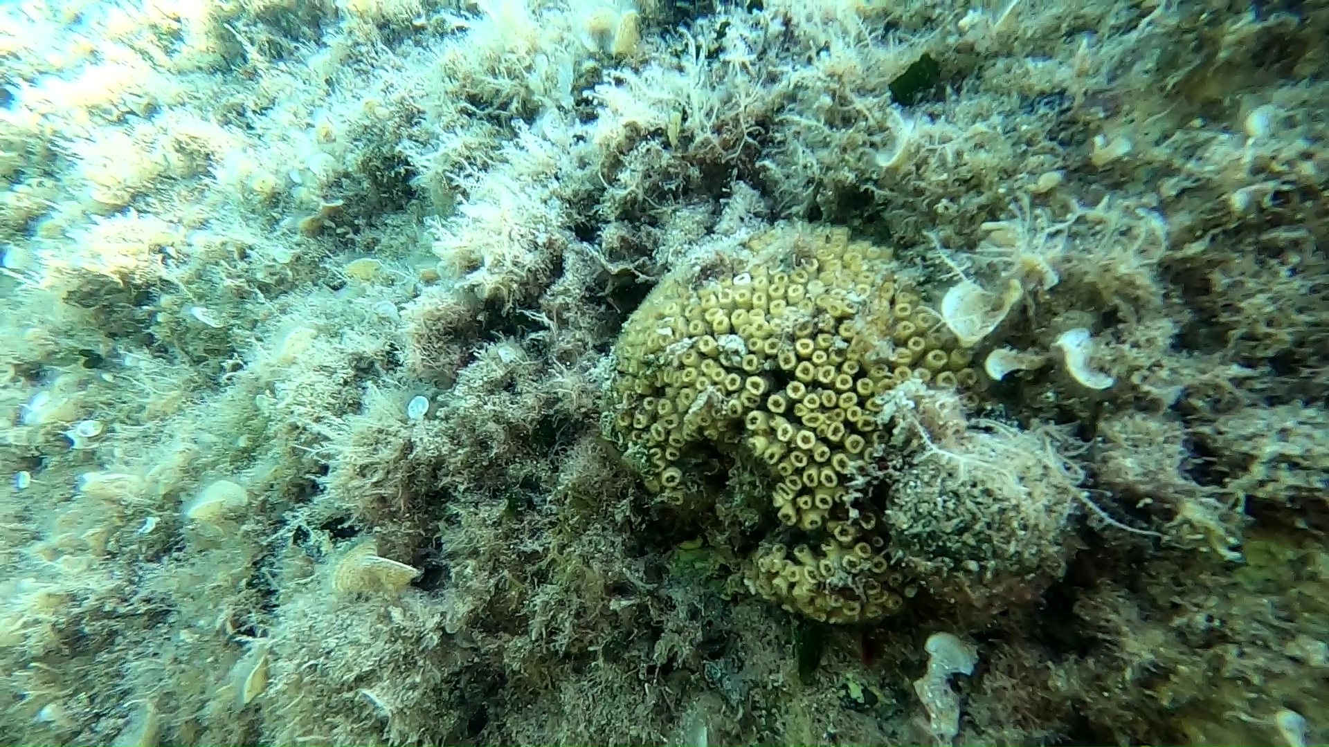 Cushion coral - Cladocora caespitosa - Madrepora a cuscino - www.intotheblue.it